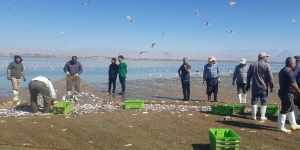پیش‌بینی برداشت ۲۰ هزار تن انواع ماهی از آب‌های آذربایجان‌غربی