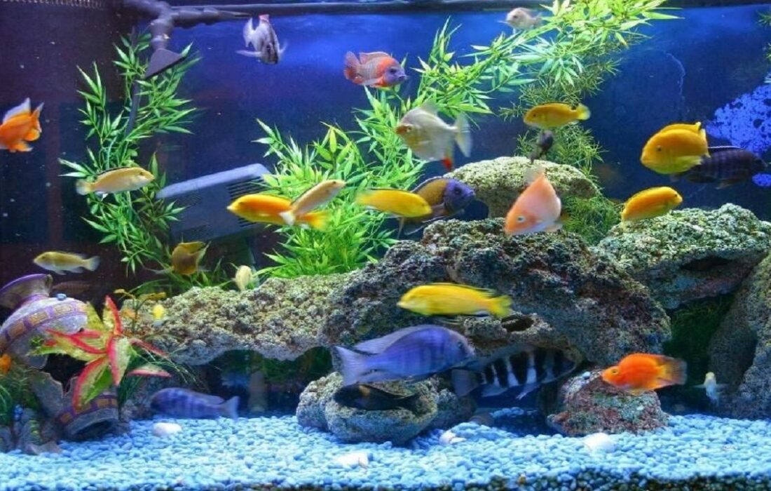 تولید ۱۸ میلیون قطعه ماهی زینتی در استان آذربایجان شرقی