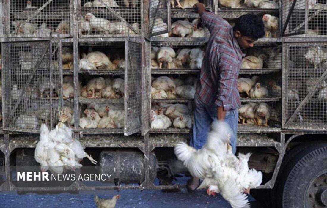 کشف ۱۰ هزار قطعه مرغ زنده قاچاق در سوادکوه
