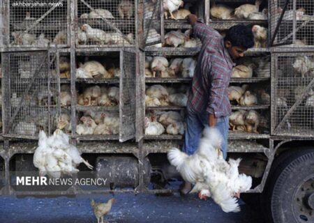 کشف ۱۰ هزار قطعه مرغ زنده قاچاق در سوادکوه