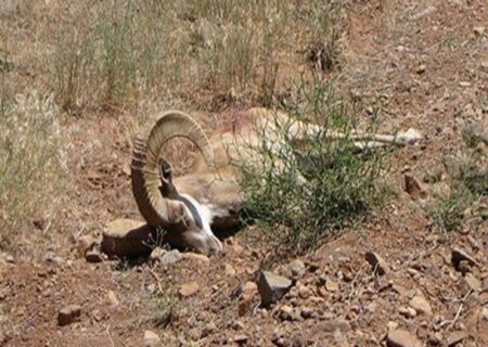 جریمه سنگین برای شکارچی بز کوهی در پلدختر: پرداخت ۲۵۰ میلیون ریال