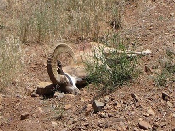 جریمه سنگین برای شکارچی بز کوهی در پلدختر: پرداخت ۲۵۰ میلیون ریال