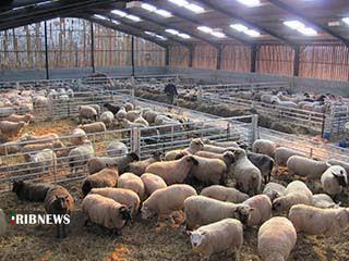 تخصیص ۳۰۰ میلیارد تومانی تسهیلات ویژه پرواربندی به دامداران شیروانی