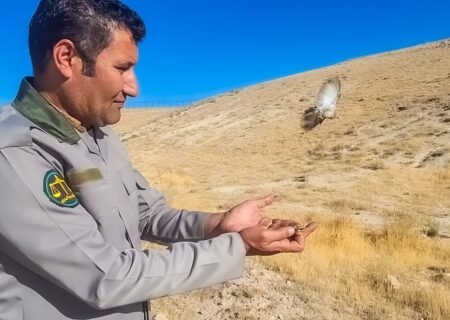 دستگیری شکارچی متخلف سهره طلایی در تالاب نوروزلوی میاندوآب