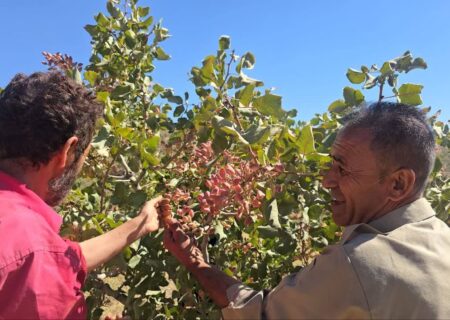 توسعه کشت پسته، تحولی نوین در عرصه باغداری سردشت