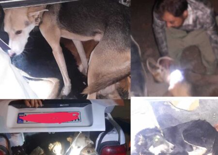 دستگیری شبانه شکارچیان متخلف حیات وحش در مناطق آزاد استان