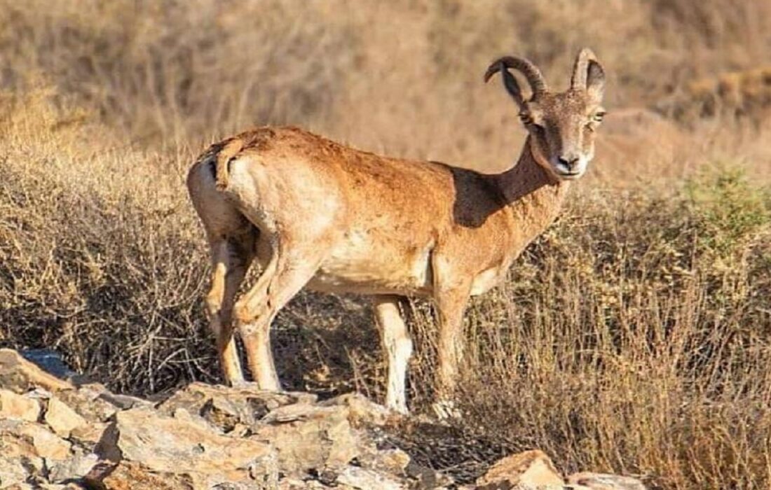 دستگیری شکارچی متخلف در بندرعباس توسط ماموران