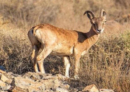 دستگیری شکارچی متخلف در بندرعباس توسط ماموران