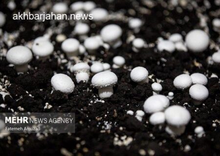 همدان، پیشتاز تولید قارچ در کشور با تولید سالانه بیش از ۵ هزار تن