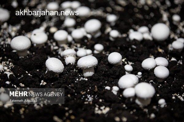 همدان، پیشتاز تولید قارچ در کشور با تولید سالانه بیش از ۵ هزار تن