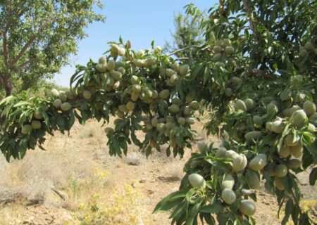 تولید بادام آلمون مامرا در استان چهارمحال و بختیاری