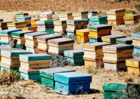 آغاز طرح آمارگیری زنبورستان‌ها در شهرستان بختگان
