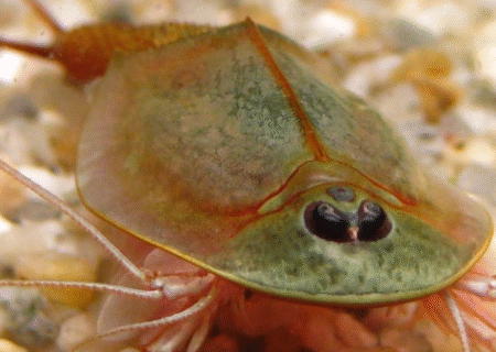 رویت میگوی سر وزغی، فسیل زنده‌ای در اردستان