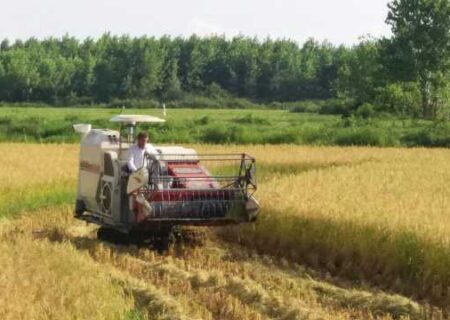 محمودآباد با رتون و کشت مجدد برنج، ۴۳ میلیارد تومان درآمد کسب کرد