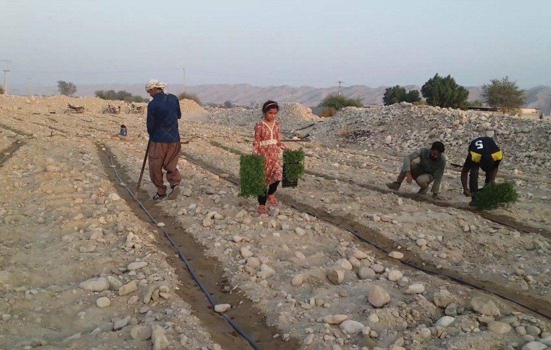 رونق کشت گوجه فرنگی در منطقه فین بندرعباس