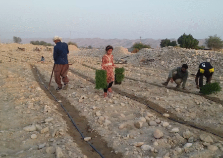 رونق کشت گوجه فرنگی در منطقه فین بندرعباس