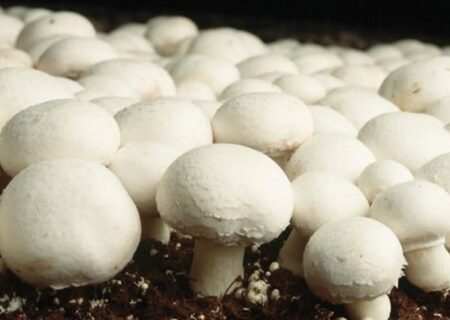 با قارچ سیستم ایمنی بدنتان را تقویت کنید؛ خواص شگفت‌انگیز