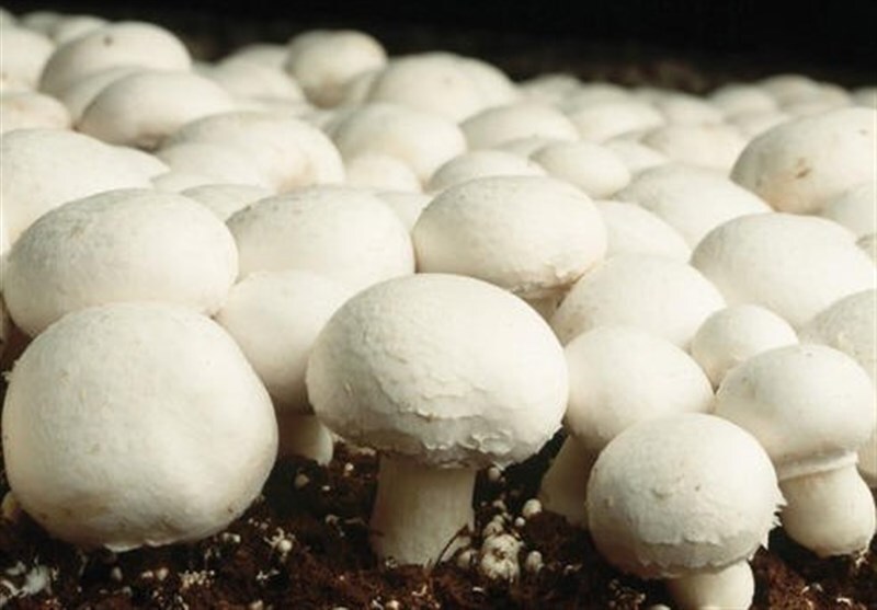 با قارچ سیستم ایمنی بدنتان را تقویت کنید؛ خواص شگفت‌انگیز