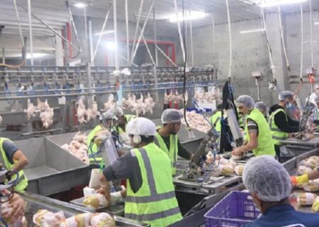 علت گرانی مرغ، نه کشتارگاه‌ها، بلکه…