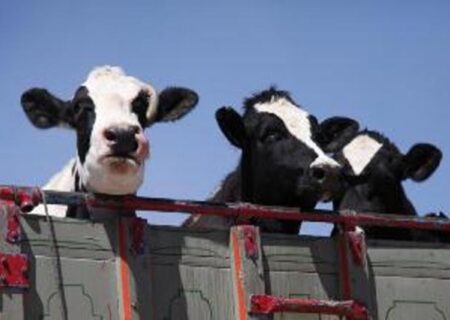 کشف محموله ۱۴ راسی گوساله قاچاق در استان یزد