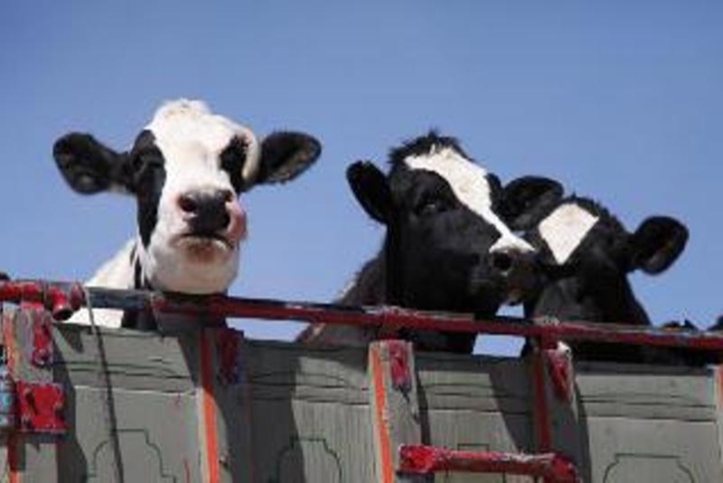 کشف محموله ۱۴ راسی گوساله قاچاق در استان یزد