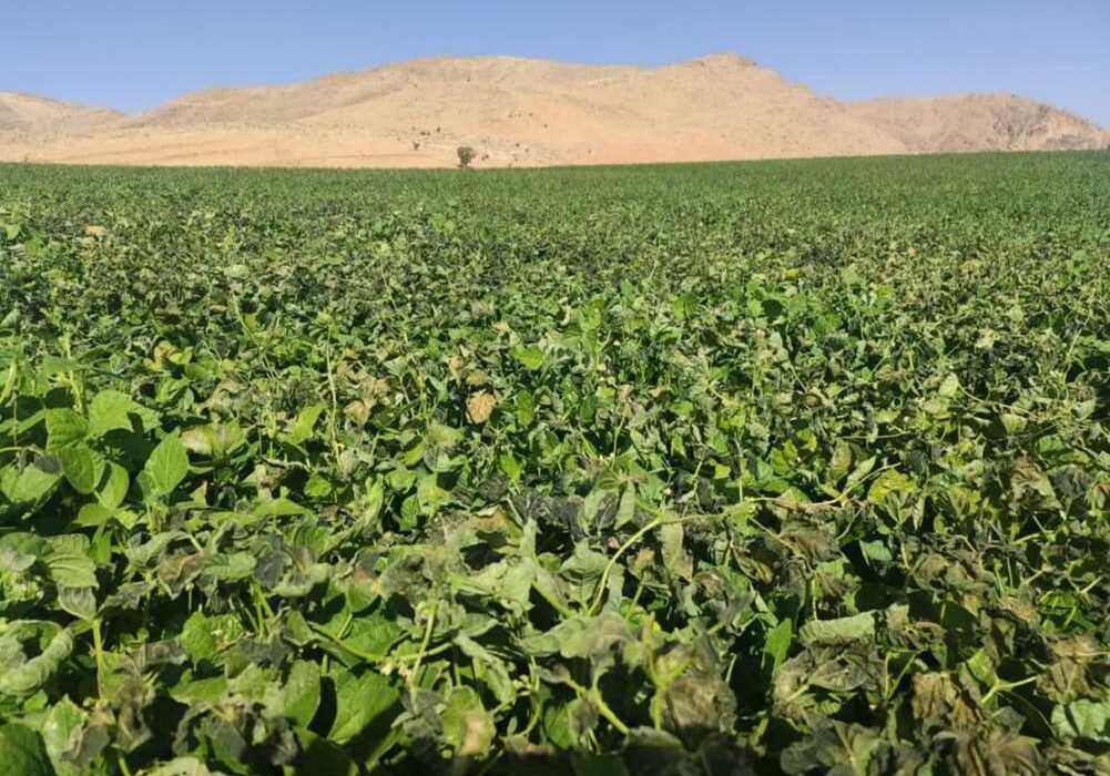 خسارت سرما به ۲۸۰ هکتار از مزارع چهارمحال و بختیاری وارد شد