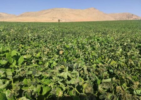 خسارت سرما به ۲۸۰ هکتار از مزارع چهارمحال و بختیاری وارد شد