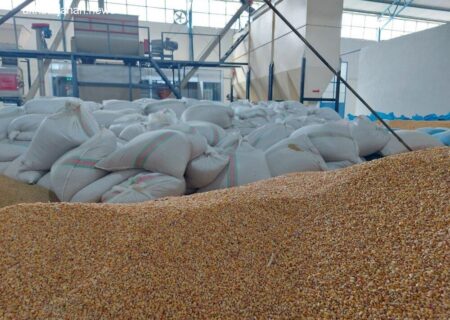 تلاش ۲۳ کارخانه خوراک دام برای رونق تولید در زنجان