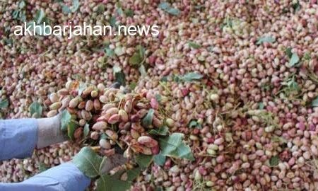 جشن برداشت پسته: باغداران به استقبال پسته‌های خندان رفتند