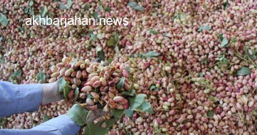 جشن برداشت پسته: باغداران به استقبال پستههای خندان رفتند