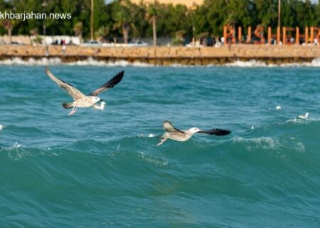 بوشهر در آستانه وزش باد نسبتاً شدید: پیش‌بینی هواشناسی