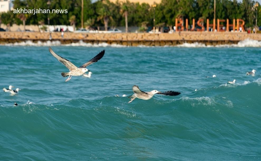بوشهر در آستانه وزش باد نسبتاً شدید: پیشبینی هواشناسی