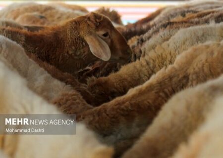 دامپزشکان ناجی مرز بین انسان و حیوان