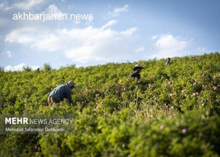 اینفوگرافیک: نگاهی نو به پتانسیل‌های پنهان کشاورزی در دلگان