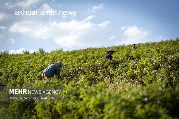 اینفوگرافیک: نگاهی نو به پتانسیل‌های پنهان کشاورزی در دلگان