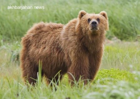 حمله خرس به یک دامدار؛ مصدومیت شدید چوپان