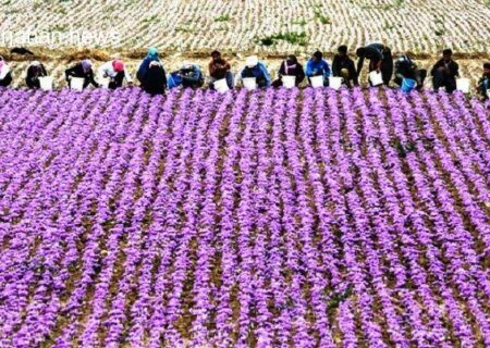راه‌اندازی تورهای گردشگری زعفران در تربت‌حیدریه