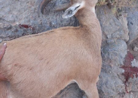 دستگیری شکارچی ماهر قوچ و بز وحشی و انتقال به زندان