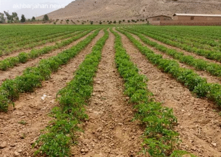 زراعت گوجه‌فرنگی در یک هزار هکتار از زمین‌های کشاورزی بوشهر