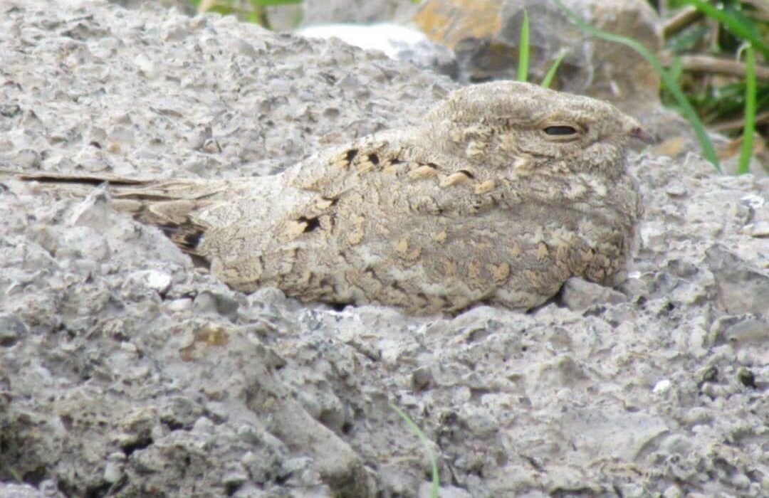 بازگشت باشکوه پرنده شبگرد مصری به گیلان پس از 6 دهه