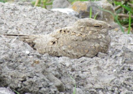 بازگشت باشکوه پرنده شبگرد مصری به گیلان پس از 6 دهه
