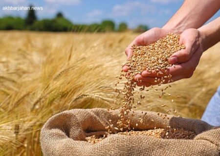 تأمین بالغ بر 7000 تن بذر اصلاح‌شده در استان کهگیلویه و بویراحمد