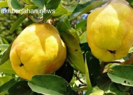 آغاز فصل برداشت «به» در باغات کوهسرخ