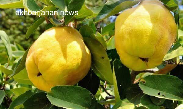 آغاز فصل برداشت «به» در باغات کوهسرخ