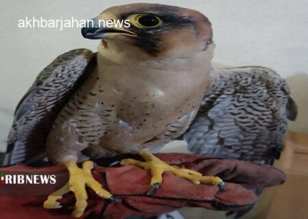 بازگشت باشکوه یک شاهین به آغوش طبیعت دزفول