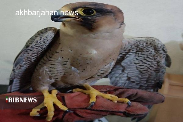 بازگشت باشکوه یک شاهین به آغوش طبیعت دزفول