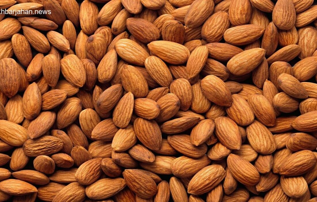 رونق بادامکاری در آذربایجانشرقی: برداشت بیش از ۱۲ هزار تن محصول