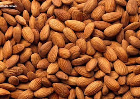 رونق بادام‌کاری در آذربایجان‌شرقی: برداشت بیش از ۱۲ هزار تن محصول