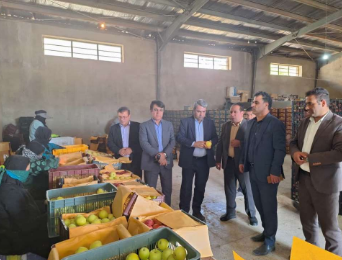 خرید حمایتی ۱۱۰۰ تن سیب از کشاورزان ۳ شهرستان آغاز شد