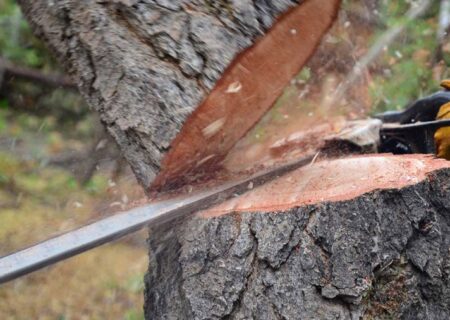 درخواست فوری از شهروندان اهوازی: گزارش قطع درختان را اطلاع دهید